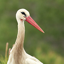 Cigogne blanche - (Ciconia ciconia)