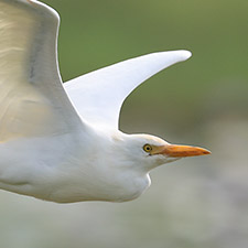 Hron  bec jaune - (Ardea brachyrhyncha)