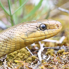 Couleuvre d'Esculape (Zamenis longissimus)